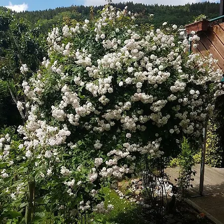 Apartment Schwarzwaldhaus Elzach